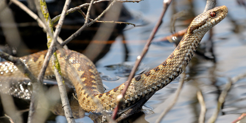 Adder - Foto: Sytse van den Berg Adder - Foto: Sytse van den Berg