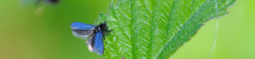 Smaragd langsprietmot - Foto: Sytse van den Berg Smaragd Langsprietmot - Foto: Sytse van den Berg